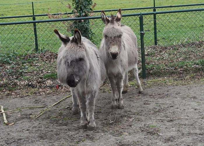 Spacious In With Garden Hébergement de vacances *